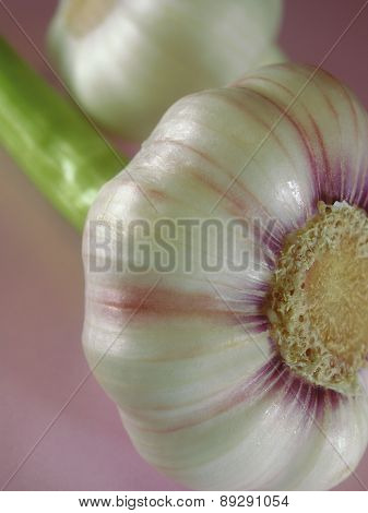 Garlic