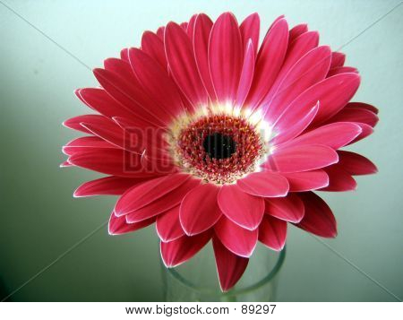 Červená bílá Gerbera zblízka