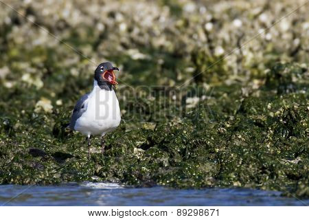 Laughing Gull