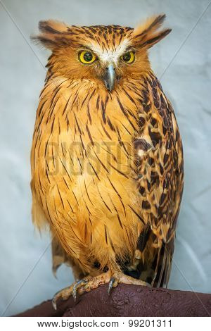Buffy Fish Owl portrait close up of yellow eyes