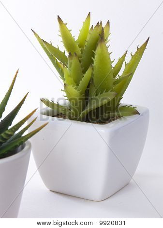 หม้อน้ำว่านหางจระเข้