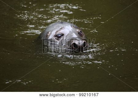 Grey seal (Halichoerus grypus), also known as the Atlantic seal. Wild life animal. 