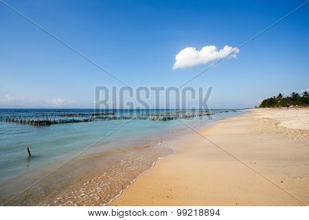 Plantations Of Seaweed On Dream Beach, Algae At Low Tide