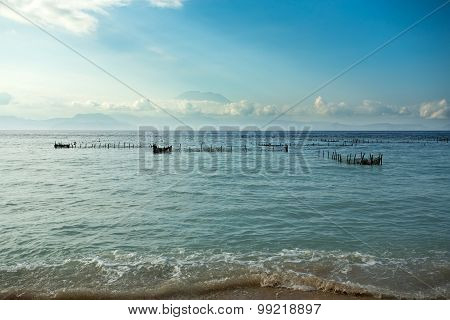 Plantations Of Seaweed On Beach, Algae At Low Tide