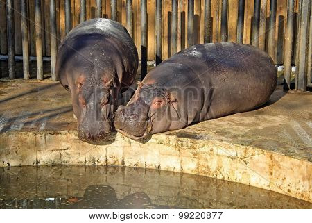 Hippopotamus In Barcelona Zoo