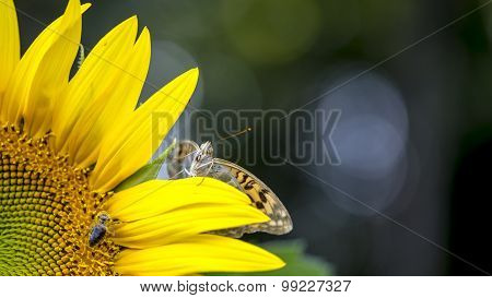 Butterfly On A Sunflower