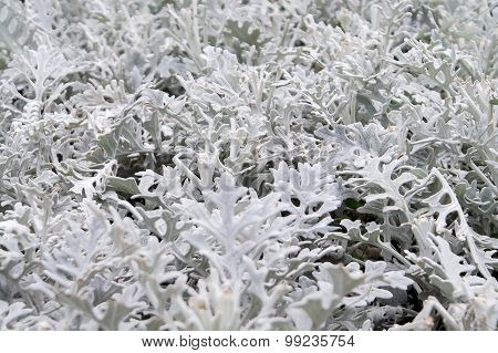 ekzotichesky plant
