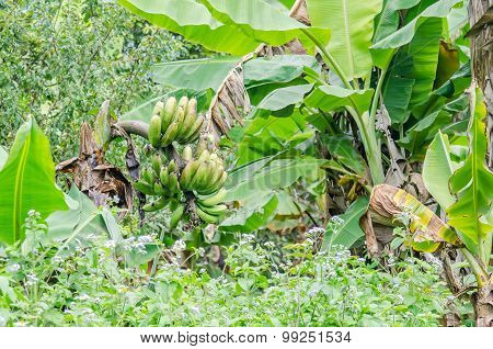 Green Banana Bunch
