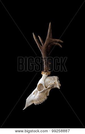 Animal skull.