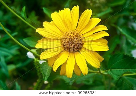 Yellow Flower