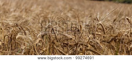 Wheat field.