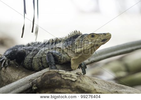 Wildlife, Black Ctenosaur In Costa Rica