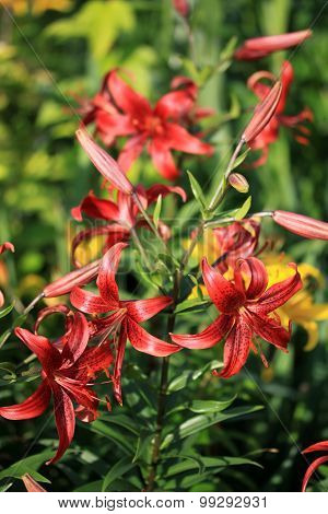 Liliums in the garden in summer time