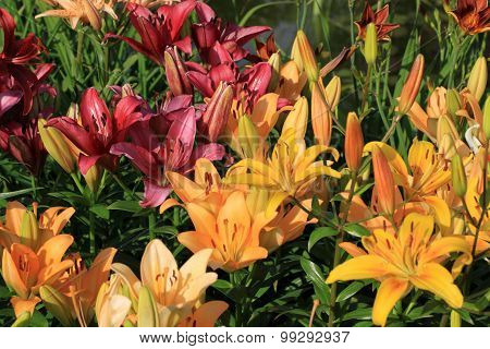 Liliums in the garden