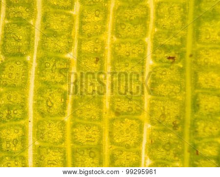 Stomata In The Plant Leaf