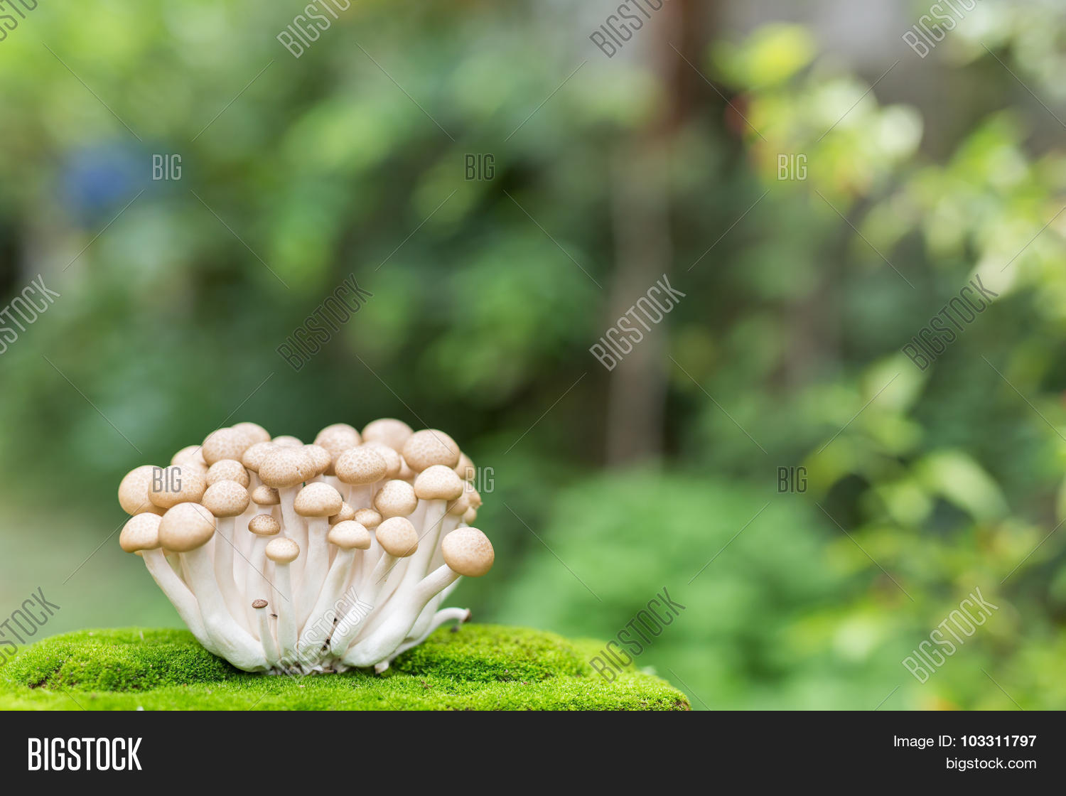 Japanese Mushroom Blur Image & Photo (Free Trial) Bigstock