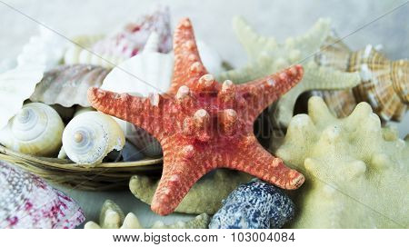Starfish and seashells