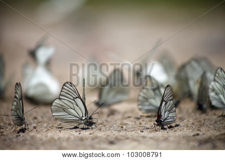 Many white butterflies