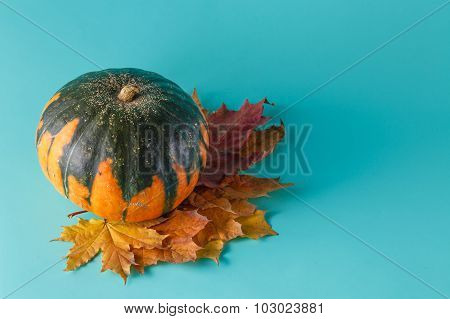 Colored Pumpkin On Aquamarine Shadowless Background