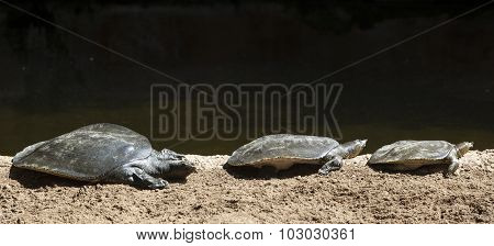Three African Softshell Turtles