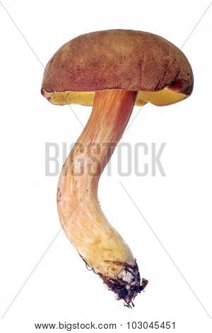 brown and yellow bolet isolated on white background