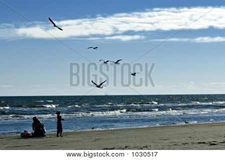 Feeding The Seagulls