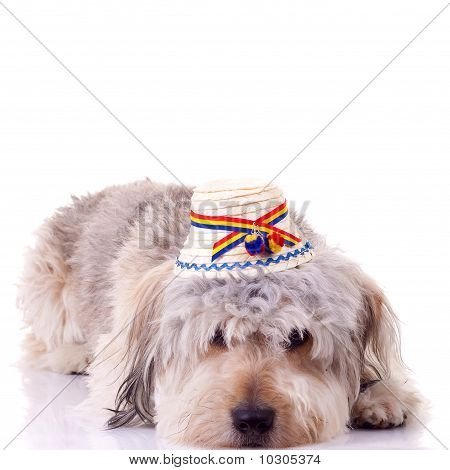 Traurig Bearded Collie Welpe