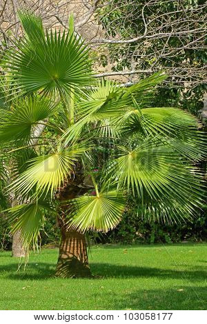 Livistona. Fan Palms.