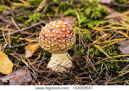 Amanita muscaria mushroom