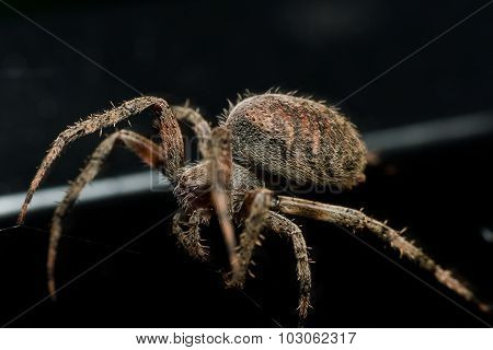 Orb Weaving Spider Lays Out Web Closeup With Black Background