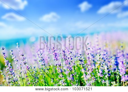 Lavender Field