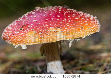 Large mature Amanita muscaria mushroom