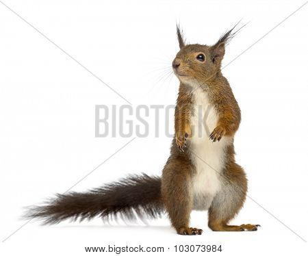 Red squirrel in front of a white background