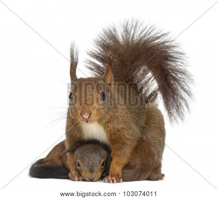 Mother Red squirrel and babies in front of a white background