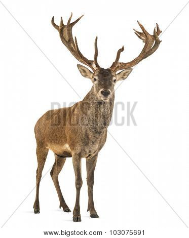 Red deer stag in front of a white background