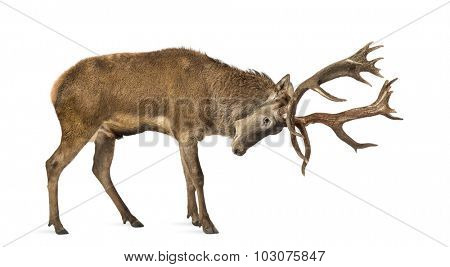 Red deer stag in front of a white background