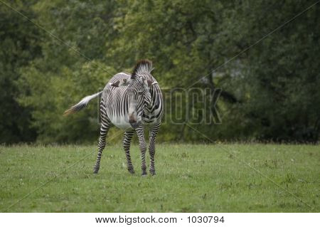 Zebra