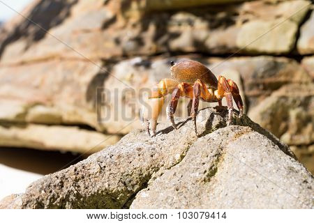 Hairy Leg Mountain Crab, Tachai Island, Phang Nga Province, Thailand