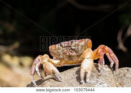 Hairy Leg Mountain Crab, Tachai Island, Phang Nga Province, Thailand