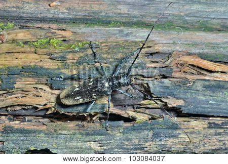 Capricorn Beetle