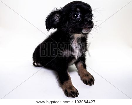 Cute Puppy Chiwawa