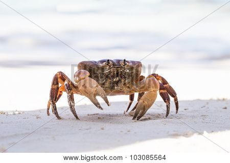 Hairy Leg Mountain Crab, Tachai Island, Phang Nga Province, Thailand
