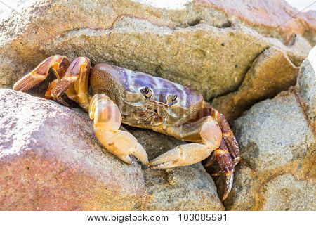 Hairy Leg Mountain Crab, Tachai Island, Phang Nga Province, Thailand