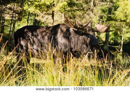 Moose (alces Alces)