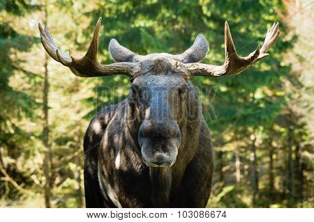Moose (alces Alces)