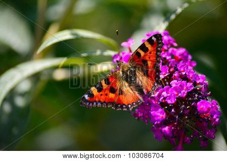 Buterfly