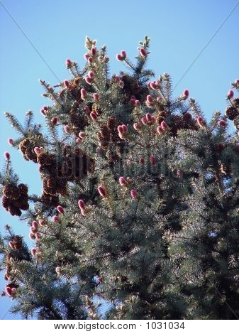 Blomstrende Furtree