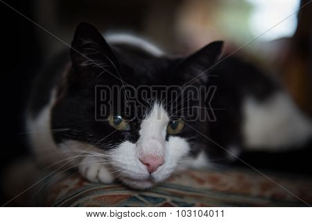 Lazy photogenic cat
