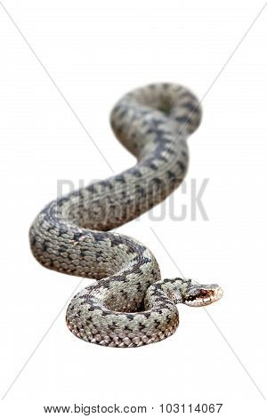 Isolated Beautiful Female Common Adder