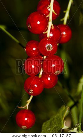 red currants
